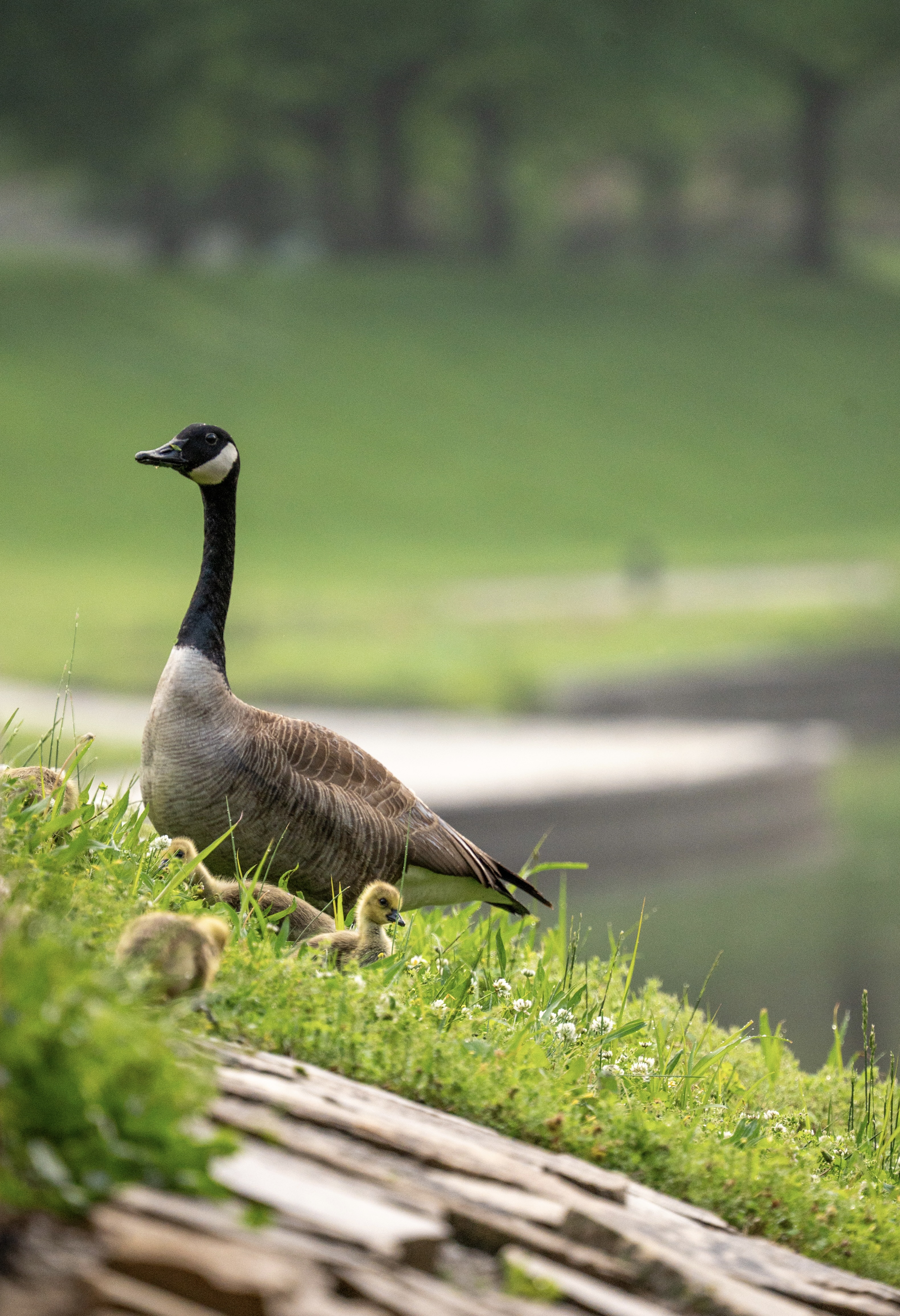 FVP-Close-to-Home-June - Photo 15