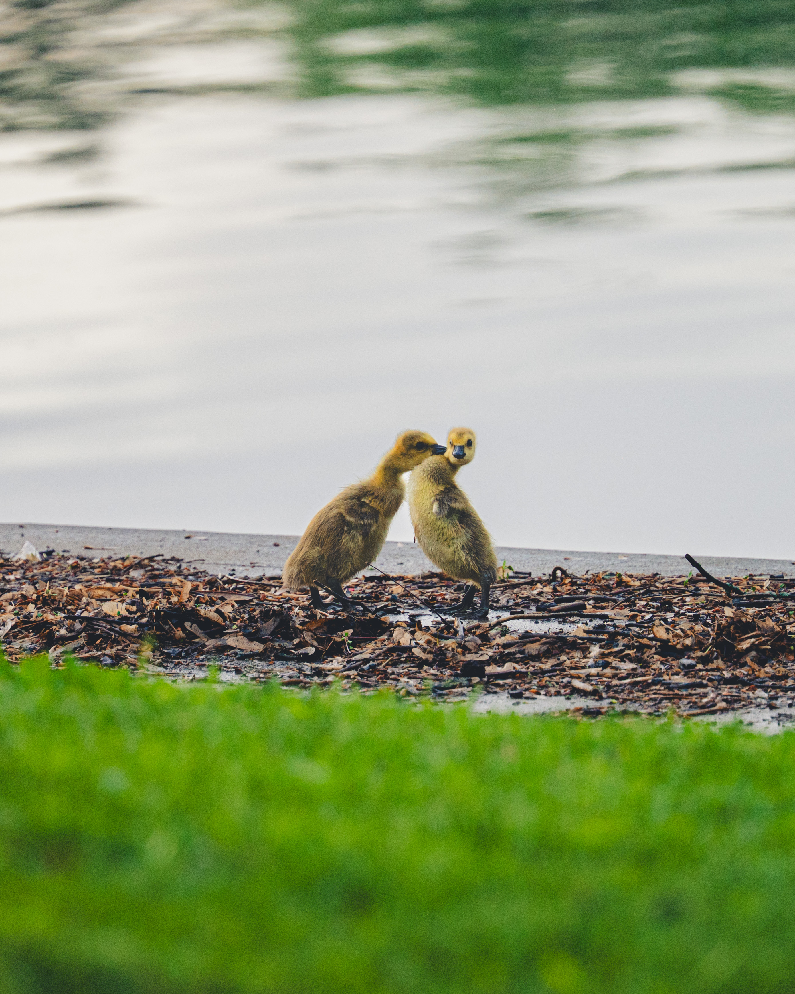 FVP-Close-to-Home-June - Photo 16
