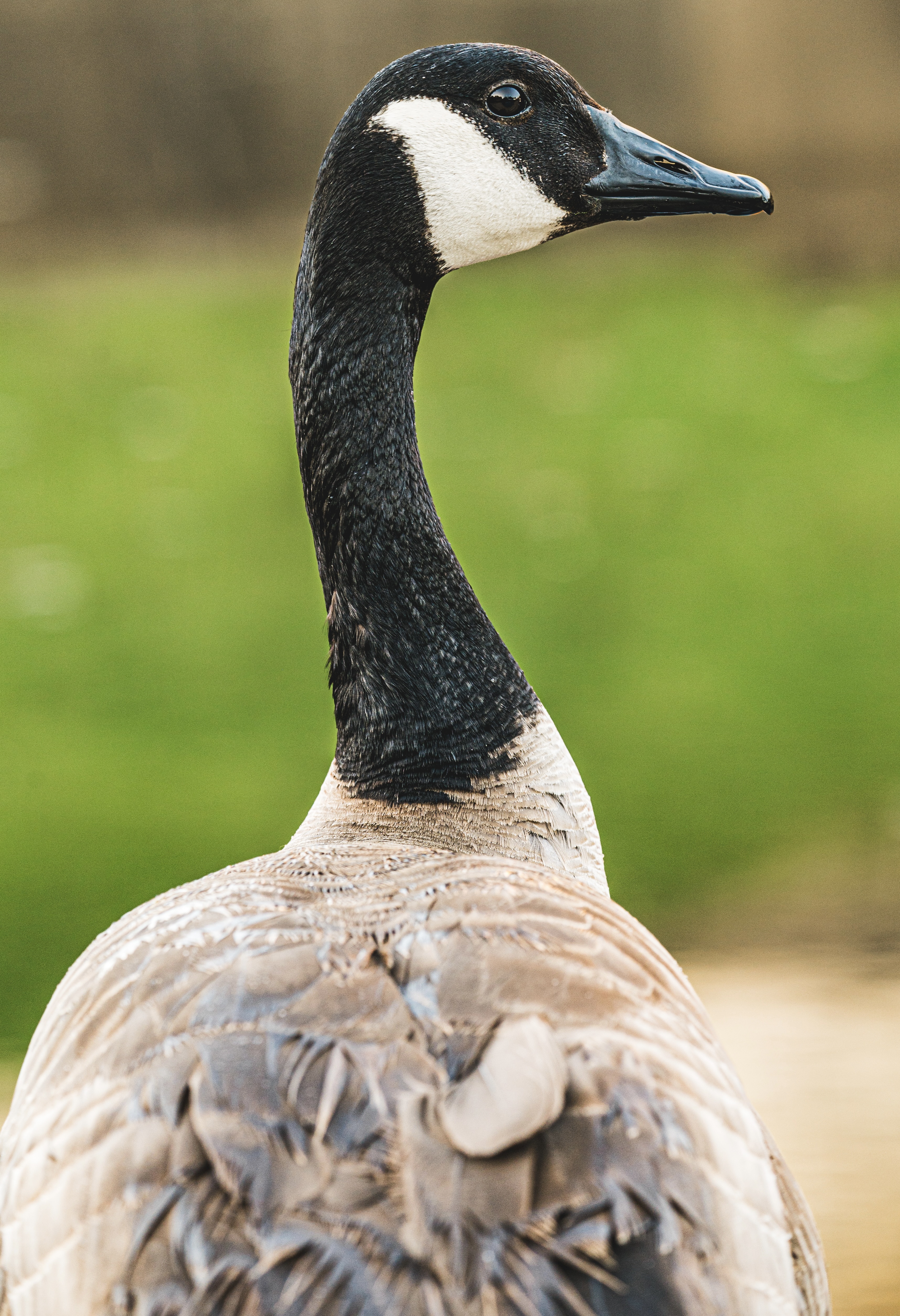 FVP-Close-to-Home-June - Photo 20