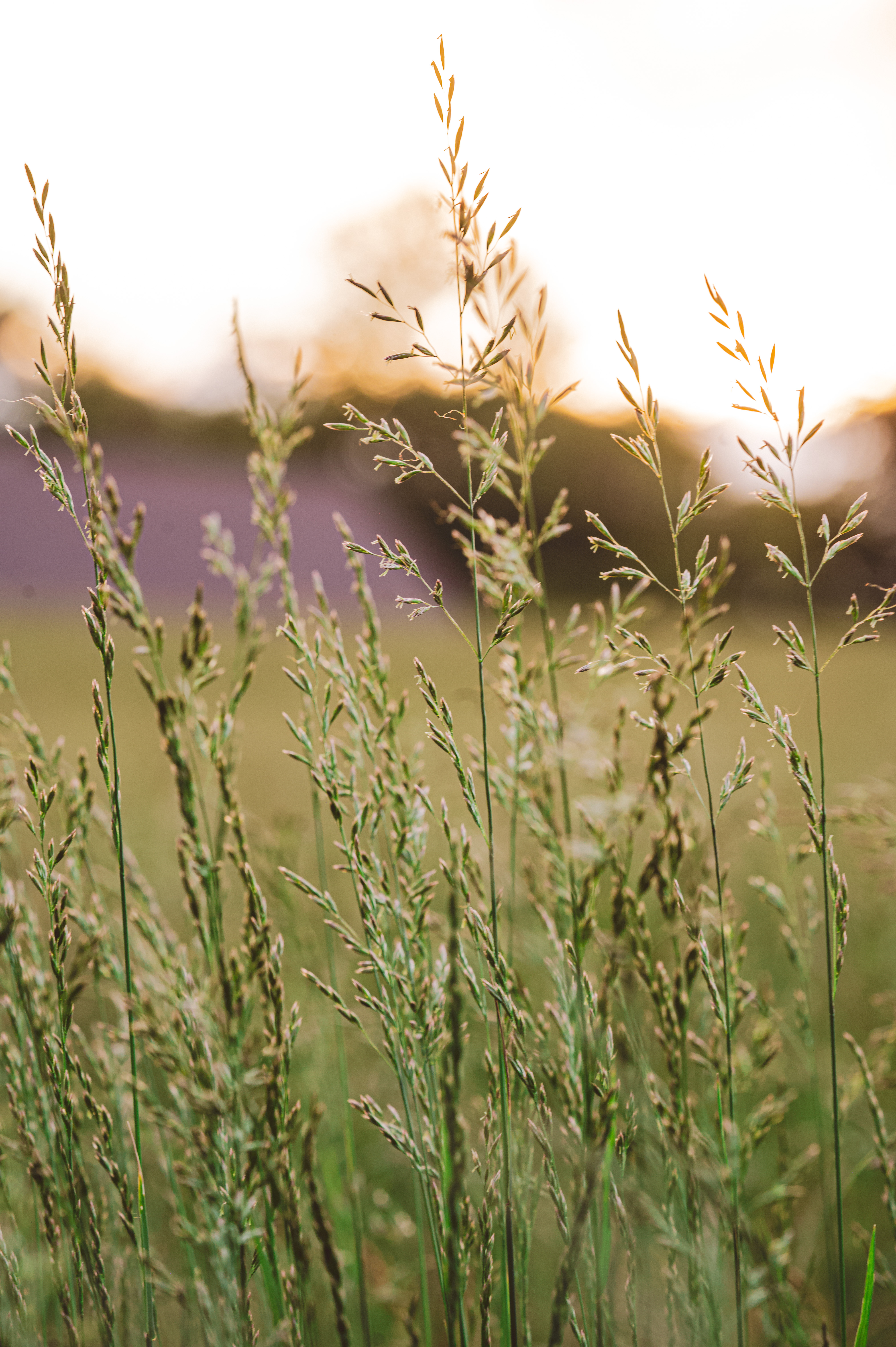 FVP-Close-to-Home-June - Photo 42