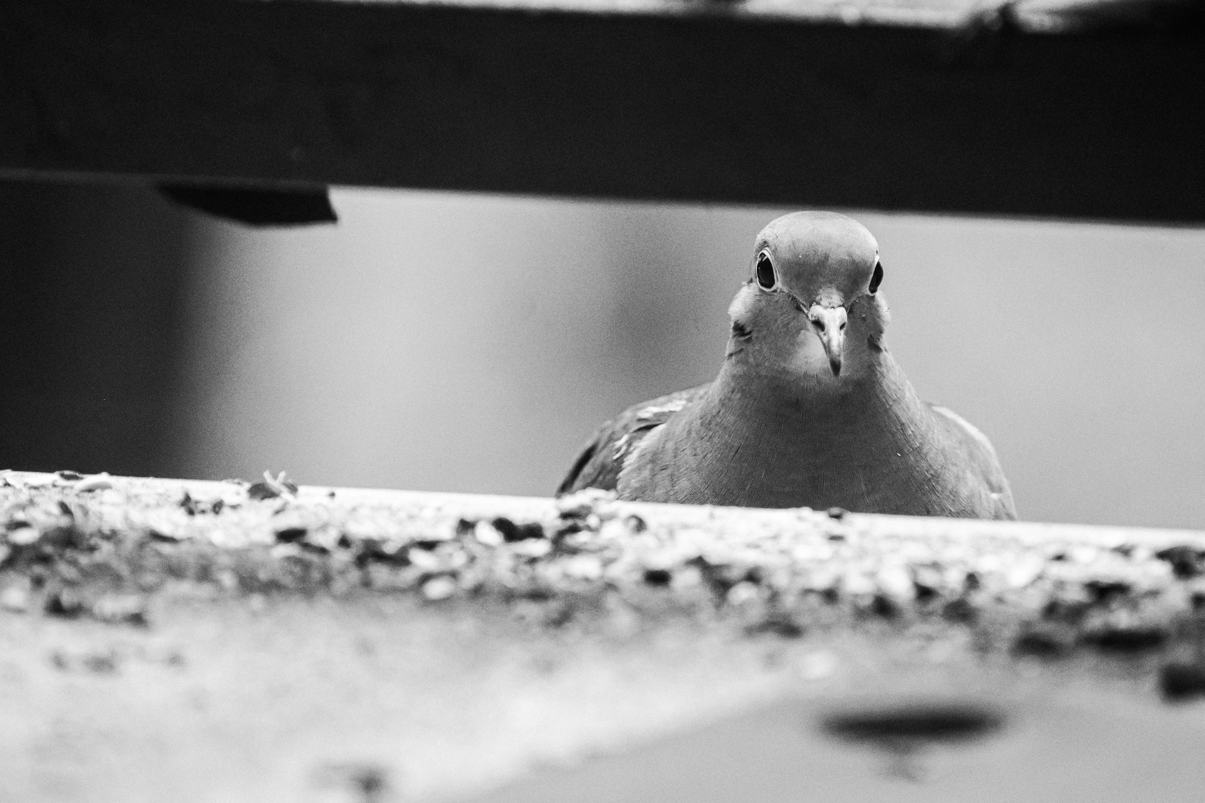 FVP-Close-to-Home-June - Photo 45